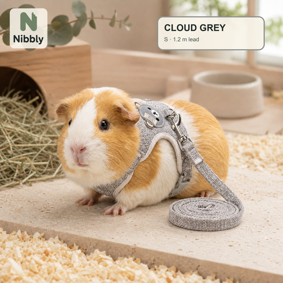 Cloud Grey Nibbly small-pet vest harness and lead worn by a relaxed guinea pig
