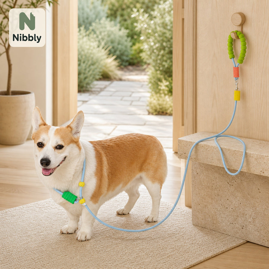 Nibbly PathLoop slip lead in blue with a relaxed dog in a warm organic home setting